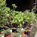 신혜성약국 이미지