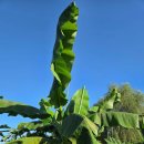 소소한 행복 초록일기 이미지