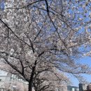 CU 동래안연로점 | 이번 주말 만개🔥 부산 온천천 벚꽃🌸 카페거리 4월 실시간 후기(숨은 주차명당 주소 포함)