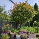 보리네 뜰 이미지