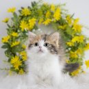 천안 고양이분양 도로시펫 이미지