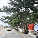 코모도 모텔 | 씨엠디컴퍼니 초당옥수수커피가 맛있는 경포대카페 추천