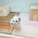 대전고양이분양 루나캣 이미지