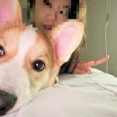 폼나고폼나개 이미지