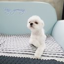 봉 그루밍 이미지