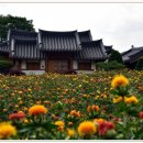 홍화 - 천안시 서북구 도원7길 18 | 홍화