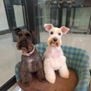 러블리독 이미지