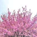 용인 은성사 겹벚꽃, 실시간 개화/ 겹벚꽃 명소 추천