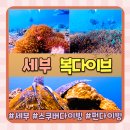 (주)복은 | 세부 다이빙 샵 추천 스쿠버다이빙 펀다이빙 가성비 좋은 복 다이브 솔직 후기