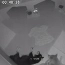 꼬모댕 프라이빗 애견호텔 이미지