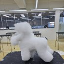 앙볼리 | 애견미용학원생의 일상 그리고 시험준비