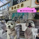 워킹포드림 | 광주애견미용 비숑다움 ｜ 말티즈 전체미용 후기 (미용 스트레스 없음)