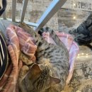 묘랑나랑 이미지