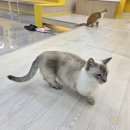 고양이카페 아이캣유 이미지