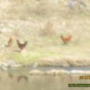 고음농장 이미지