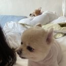 몽언니애견미용실 - 남구 중앙대로31길 128 | 몽언니애견미용실