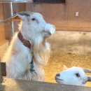 순수목장 | 평창 겨울 가볼만한곳 대관령순수양떼목장 주차 금액 등 주말방문 후기