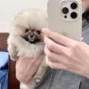 퍼피리트(PUPPY LIT) 이미지