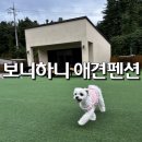 보니하니 | [가평]개도 사람도 만족하는 가성비 甲 &lt;보니하니 애견펜션&gt; 내돈내산 찐후기