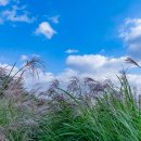 하늘공원 이미지