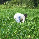 콩밭 이미지