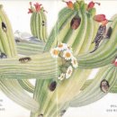 원예 테라리움 이미지