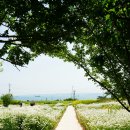 슬도주차장화장실 | 울산 슬도 샤스타데이지 개화상황 혼자 바다 드라이브 코스