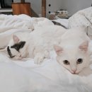 냐옹이 - 영등포구 | 냐옹이