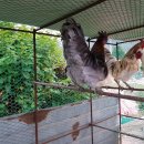 정식농장 이미지