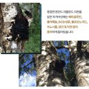 스타모 - 중구 태화로 31-1 | 숙취해소 피로회복 면역력강화 푸디스타모 핀란드 프리미엄 유기농 차가버섯