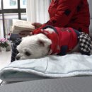 다솜이농장 국제뉴스