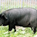 제주흑돼지 이미지