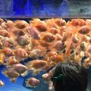 아라농장 | 사천 아라마루 아쿠아리움 할인 하마관람 후기