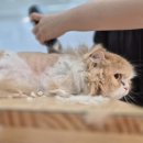 고양이 무마취미용 고미고미 화명점 | [부산고양이무마취미용] 고미고미 화명점 가격영업시간주차정보