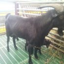 늘푸른 흑염소농장 이미지