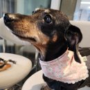 VIP동물한방재활의학센터by.Dr.신사경 이미지