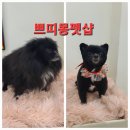 쁘띠몽펫샵 이미지