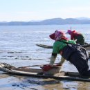 장도낙지 이미지