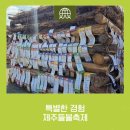 지꺼진식당 | 제주들불축제 2026 후기｜2일차 아이랑 체험 제대로 (제14기 문화예술축제팀)