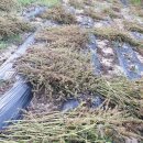 예정농장 이미지