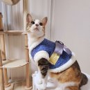 싱글멍글 이미지