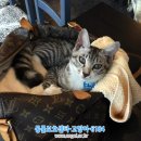살롱드리엘 Daum카페