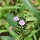 황금폭포하늘길 | 아름다운자연 하늘땅 진안고원길7구간(황금폭포 하늘길) 2025년9월20일