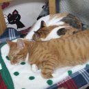 야옹야옹 이미지