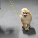 알팀도그
