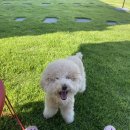 도그노크 이미지