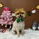 인생댕컷 반려견미용실 이미지