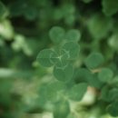 세잎클로버 이미지