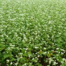 양구백자박물관 이미지