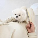 네이처펫 | 미니비숑 분양은 믿을 수 있는 속초네이처펫에서 !